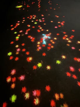 国営昭和記念公園 秋の夜散歩に投稿された画像（2023/11/23）