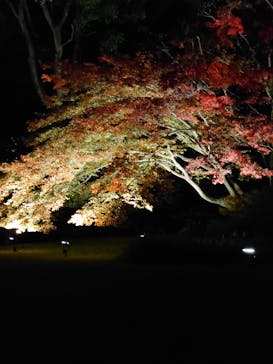 六義園に投稿された画像（2023/11/23）