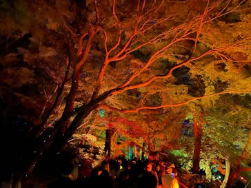 NAKED 紅葉の新宿御苑2023に投稿された画像（2023/11/23）