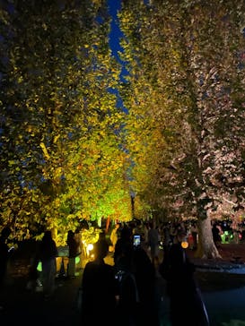 NAKED 紅葉の新宿御苑2023に投稿された画像（2023/11/23）