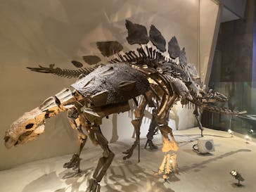 国立科学博物館に投稿された画像（2023/11/23）
