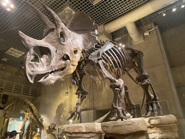 国立科学博物館に投稿された画像（2023/11/23）