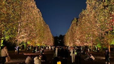 NAKED 紅葉の新宿御苑2023に投稿された画像（2023/11/23）