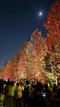 NAKED 紅葉の新宿御苑2023に投稿された画像（2023/11/23）