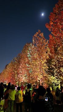 NAKED 紅葉の新宿御苑2023に投稿された画像（2023/11/23）