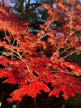 名古屋市東山動植物園に投稿された画像（2023/11/23）