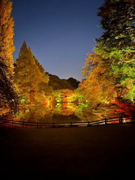 NAKED 紅葉の新宿御苑2023に投稿された画像（2023/11/23）