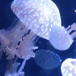 名古屋港水族館に投稿された画像（2023/11/23）