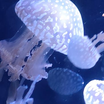 名古屋港水族館に投稿された画像（2023/11/23）