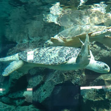名古屋港水族館に投稿された画像（2023/11/23）