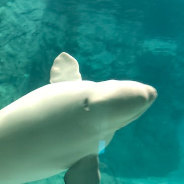 名古屋港水族館に投稿された画像（2023/11/23）