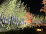 国営昭和記念公園 秋の夜散歩に投稿された画像（2023/11/23）