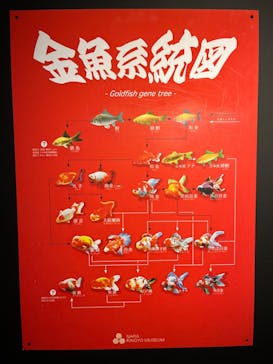 NARA KINGYO MUSEUMに投稿された画像（2023/11/23）