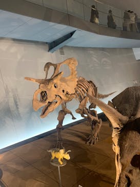 福井県立恐竜博物館に投稿された画像（2023/11/23）
