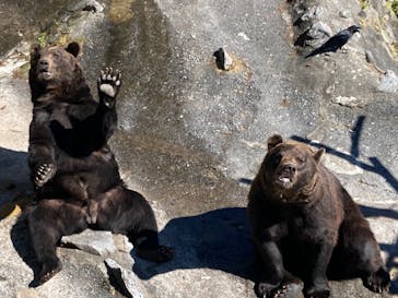 のぼりべつクマ牧場に投稿された画像（2023/11/23）