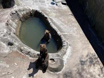 のぼりべつクマ牧場に投稿された画像（2023/11/23）