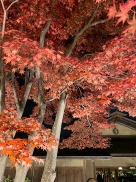 国営昭和記念公園 秋の夜散歩に投稿された画像（2023/11/23）