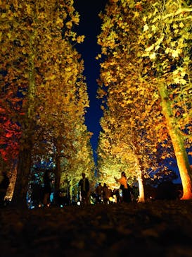 NAKED 紅葉の新宿御苑2023に投稿された画像（2023/11/23）