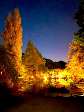 NAKED 紅葉の新宿御苑2023に投稿された画像（2023/11/23）