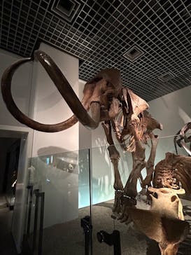 国立科学博物館に投稿された画像（2023/11/23）