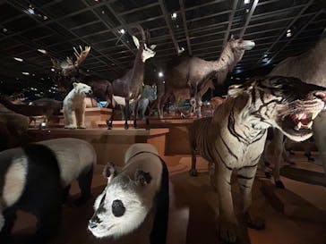 国立科学博物館に投稿された画像（2023/11/23）