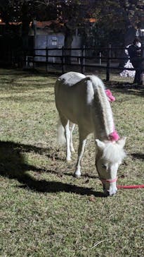 東京メガイルミに投稿された画像（2023/11/23）