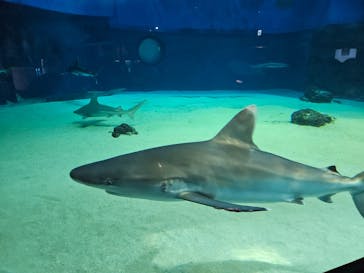 沖縄美ら海水族館に投稿された画像（2023/11/23）