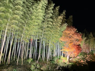 国営昭和記念公園 秋の夜散歩に投稿された画像（2023/11/23）