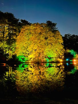 NAKED 紅葉の新宿御苑2023に投稿された画像（2023/11/23）