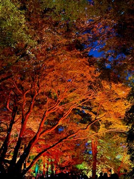 NAKED 紅葉の新宿御苑2023に投稿された画像（2023/11/23）