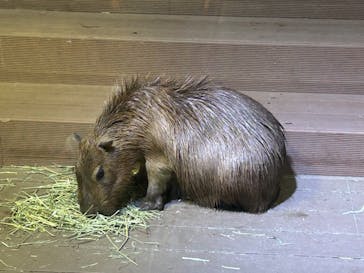 カワスイ 川崎⽔族館に投稿された画像（2023/11/23）