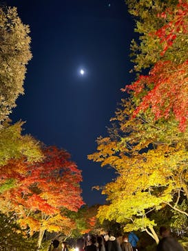 国営昭和記念公園 秋の夜散歩に投稿された画像（2023/11/23）