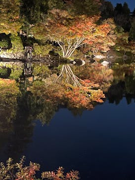 国営昭和記念公園 秋の夜散歩に投稿された画像（2023/11/23）