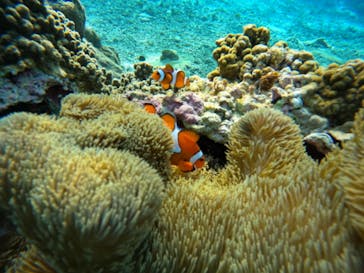 宮古島 ADVENTURE PiPi（ミヤコジマ アドベンチャー ピピ）に投稿された画像（2023/11/23）