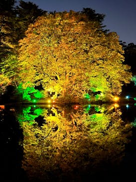 NAKED 紅葉の新宿御苑2023に投稿された画像（2023/11/23）