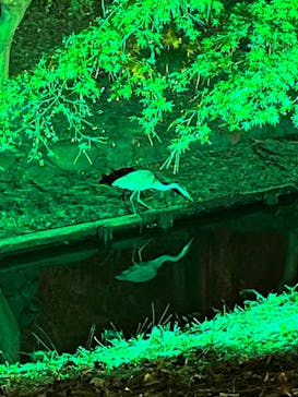 NAKED 紅葉の新宿御苑2023に投稿された画像（2023/11/23）