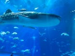 沖縄美ら海水族館に投稿された画像（2023/11/24）