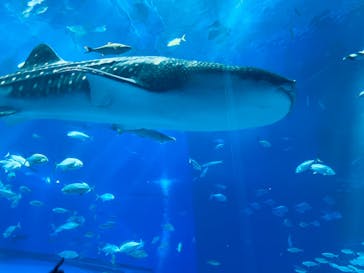 沖縄美ら海水族館に投稿された画像（2023/11/23）