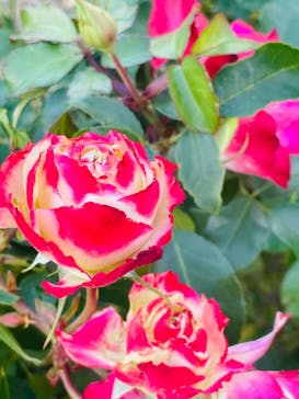 京成バラ園に投稿された画像（2023/11/23）