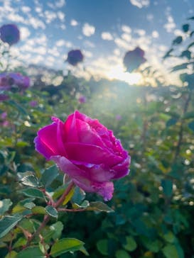 京成バラ園に投稿された画像（2023/11/23）