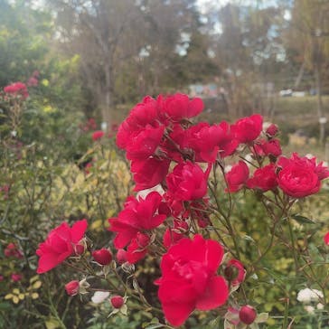 京成バラ園に投稿された画像（2023/11/23）