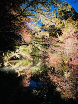 六義園に投稿された画像（2023/11/23）