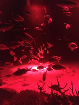 サンシャイン水族館に投稿された画像（2023/11/23）