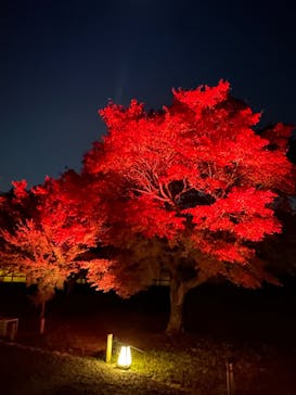 NAKED meets 二条城 2025 観月に投稿された画像（2023/11/23）