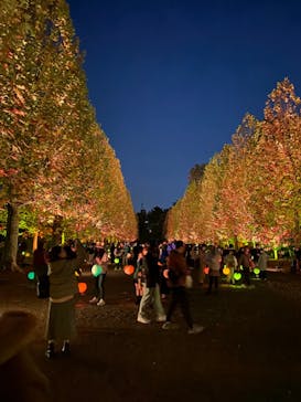 NAKED 紅葉の新宿御苑2023に投稿された画像（2023/11/23）