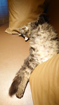 猫カフェモカ　新宿店に投稿された画像（2023/11/23）