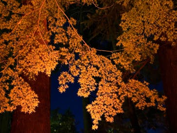 NAKED 紅葉の新宿御苑2023に投稿された画像（2023/11/23）