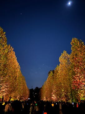 NAKED 紅葉の新宿御苑2023に投稿された画像（2023/11/23）