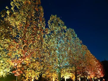 NAKED 紅葉の新宿御苑2023に投稿された画像（2023/11/24）