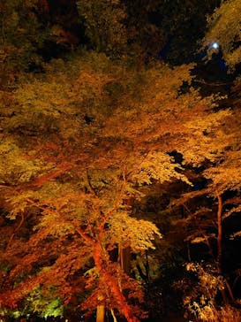 NAKED 紅葉の新宿御苑2023に投稿された画像（2023/11/24）